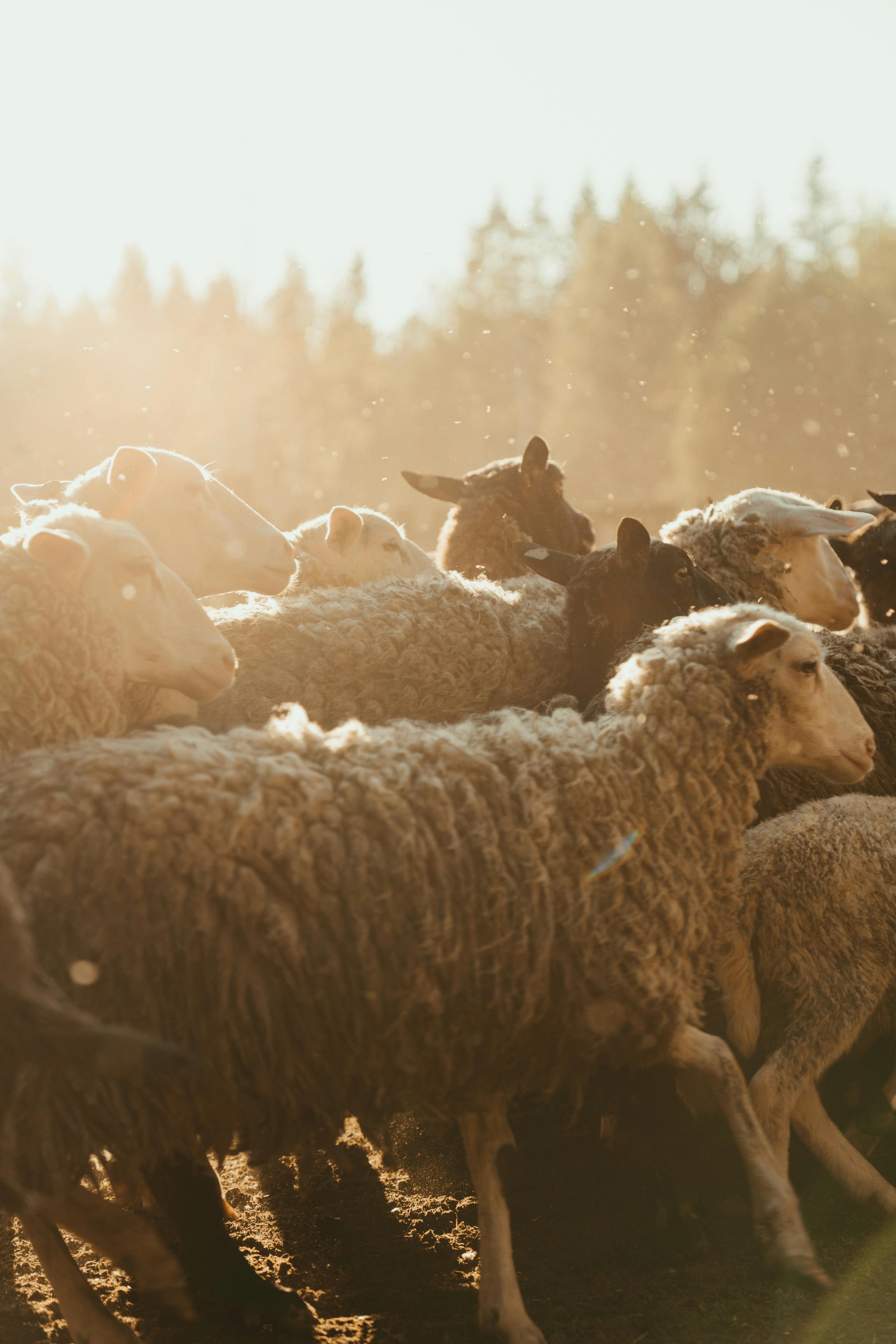 10 overbevisende fordele ved uld - The Cozy Sheep