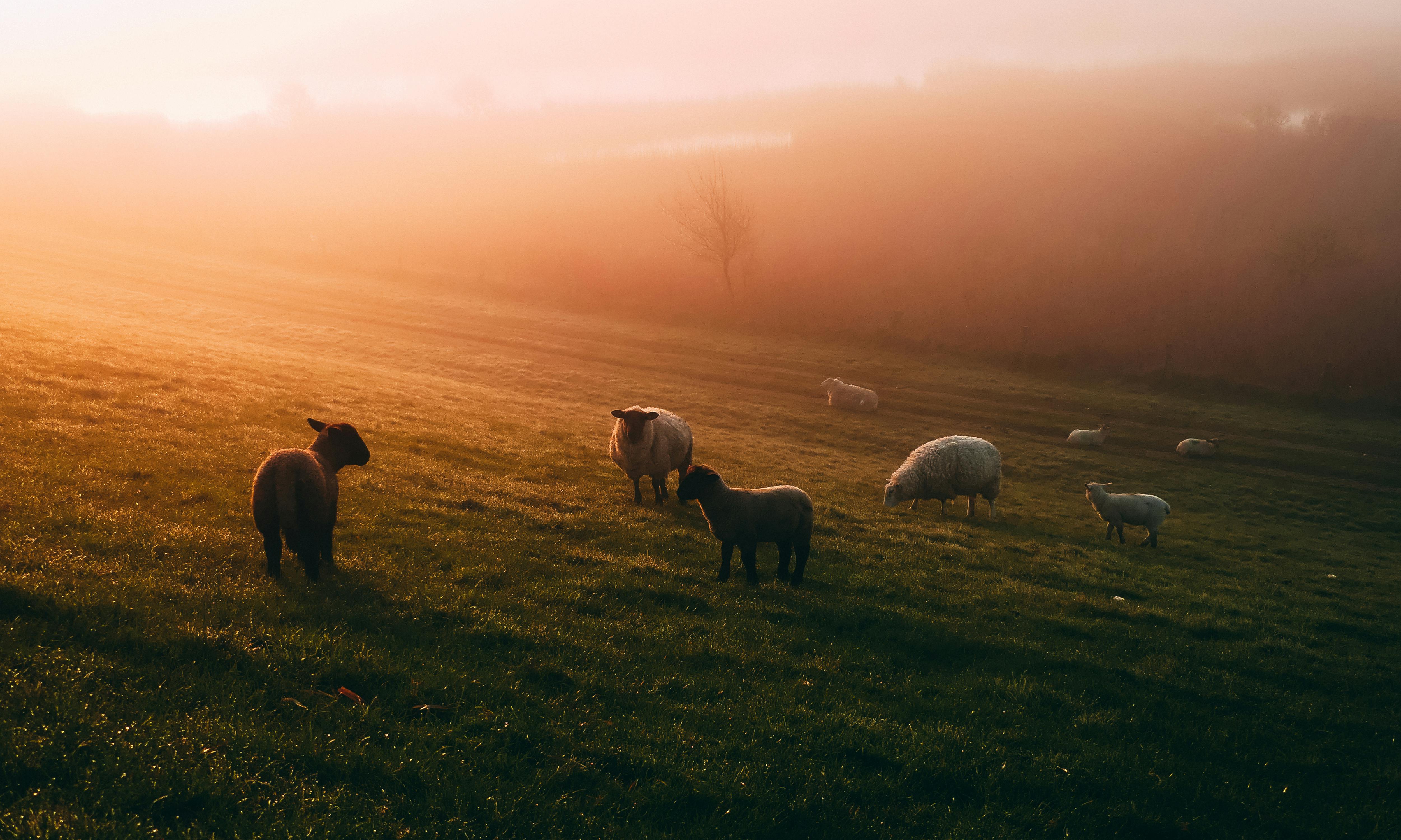 The Cozy Sheep og miljøet - The Cozy Sheep